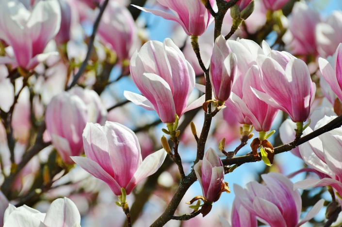 spring-1322068_960_720 investeren-in-het-voorjaar